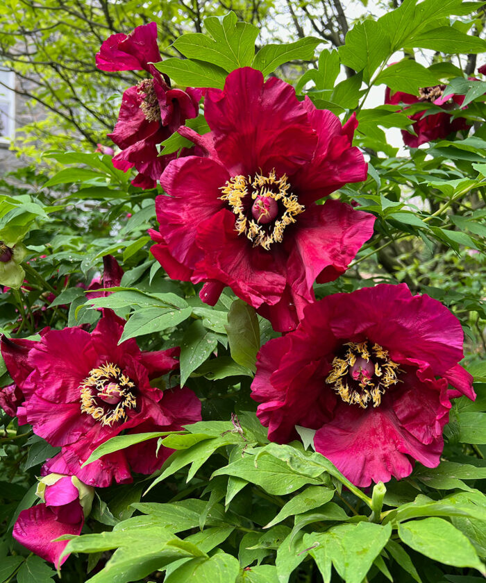 Iphigenia tree peony