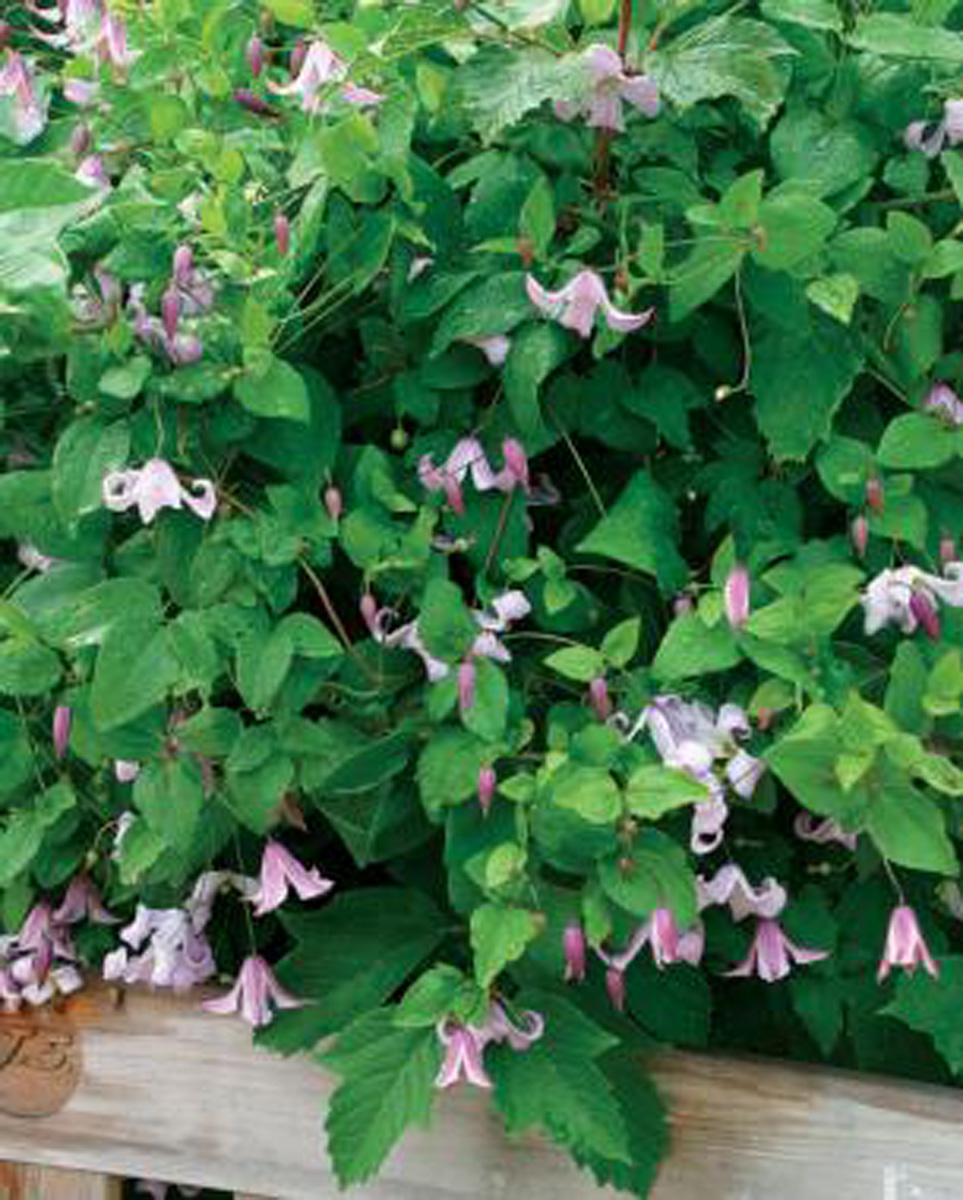 Clematis 'betty corning'