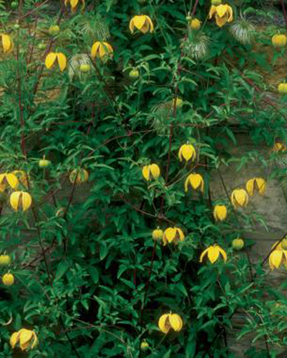 clematis bill mackenzie