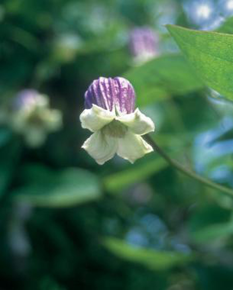 clematis pitcheri