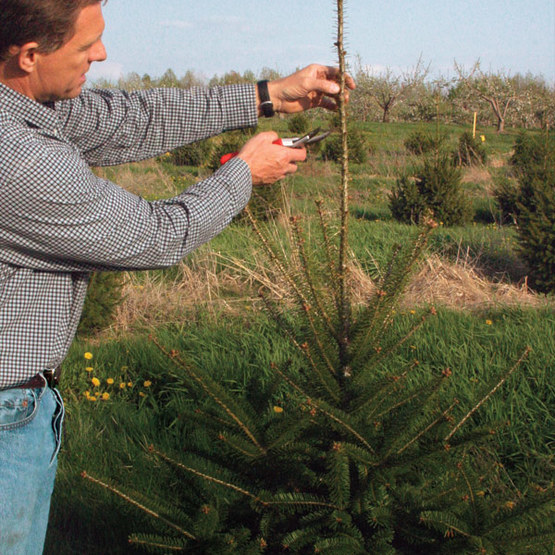 man pruning top of conifer