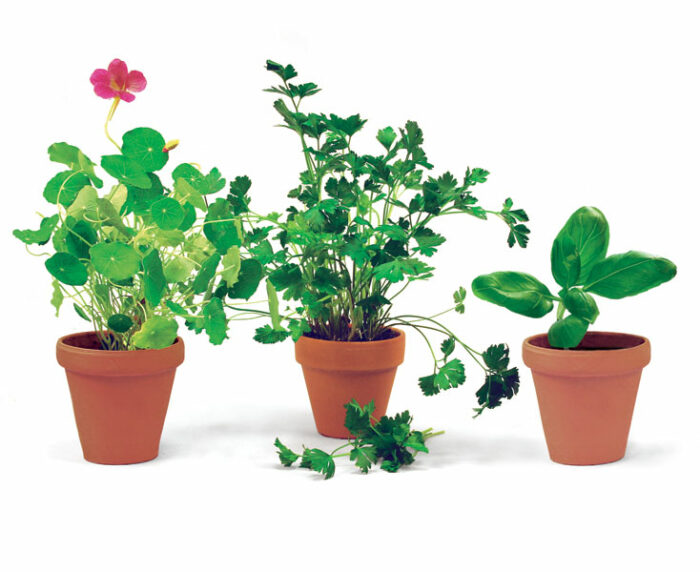 No room for an in-ground herb garden? Nasturtium, parsley, and basil do grow very nicely in pots. Photo/Illustration: Steven Cominsky