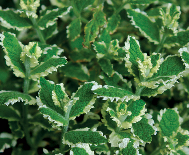 Variegated pineapple mint.