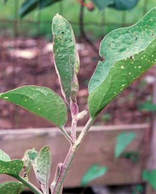 Flea beetles