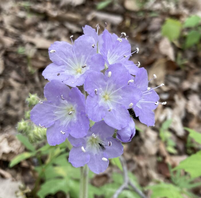 close up of light purple Giant waterleaf flowers