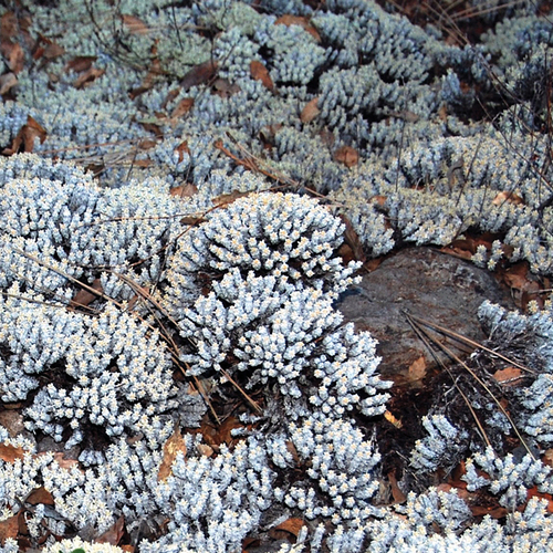 Wright’s buckwheat 