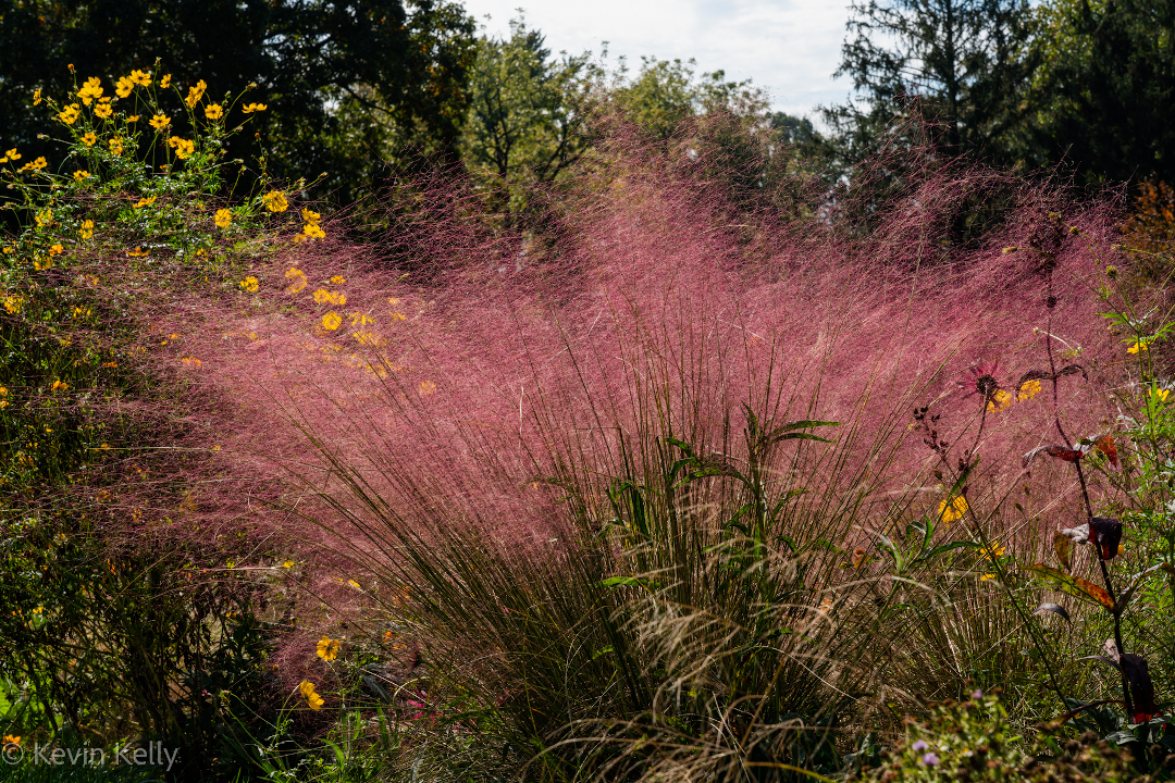 Pink Muhly grass