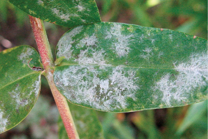 close up of powdery mildew on a phlox leaf