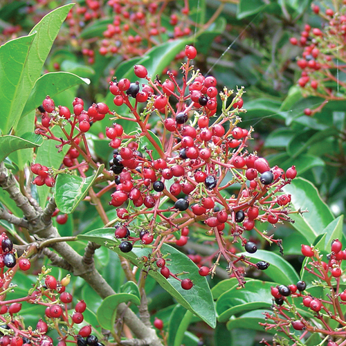 ‘Chindo’ Sweet Viburnum