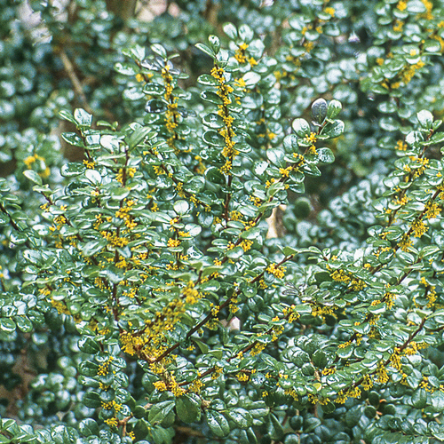 Plants that Peak in Winter in the Northwest