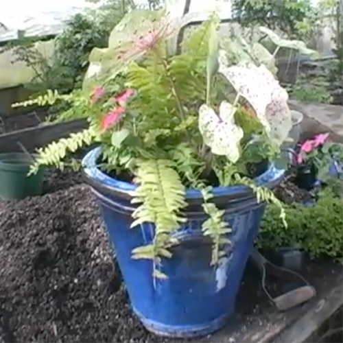 container planting in a beautiful blue pot