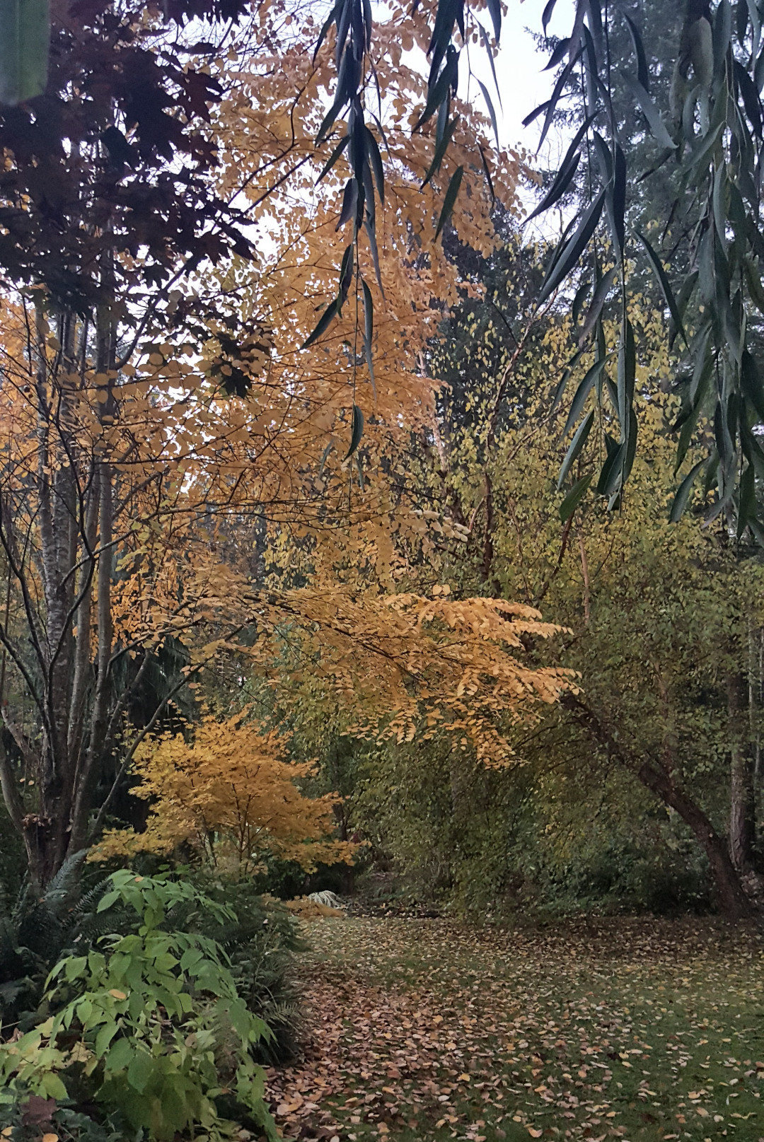 katsura tree