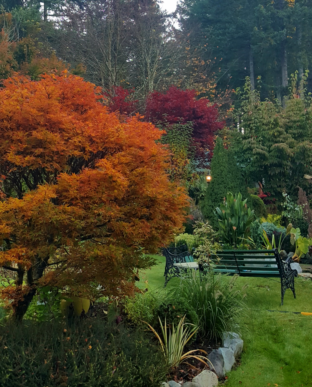 Aratama Japanese maple