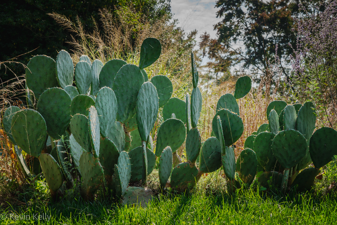 Prickly pear cactus