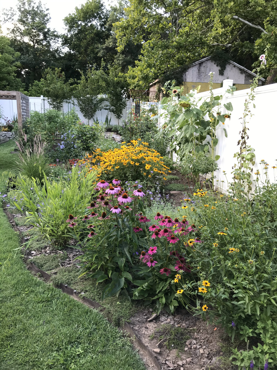 Coneflowers