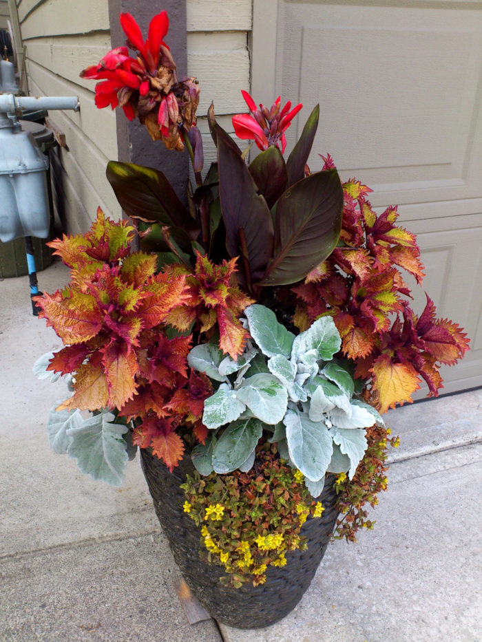 reader container with red flowers and orange foliage