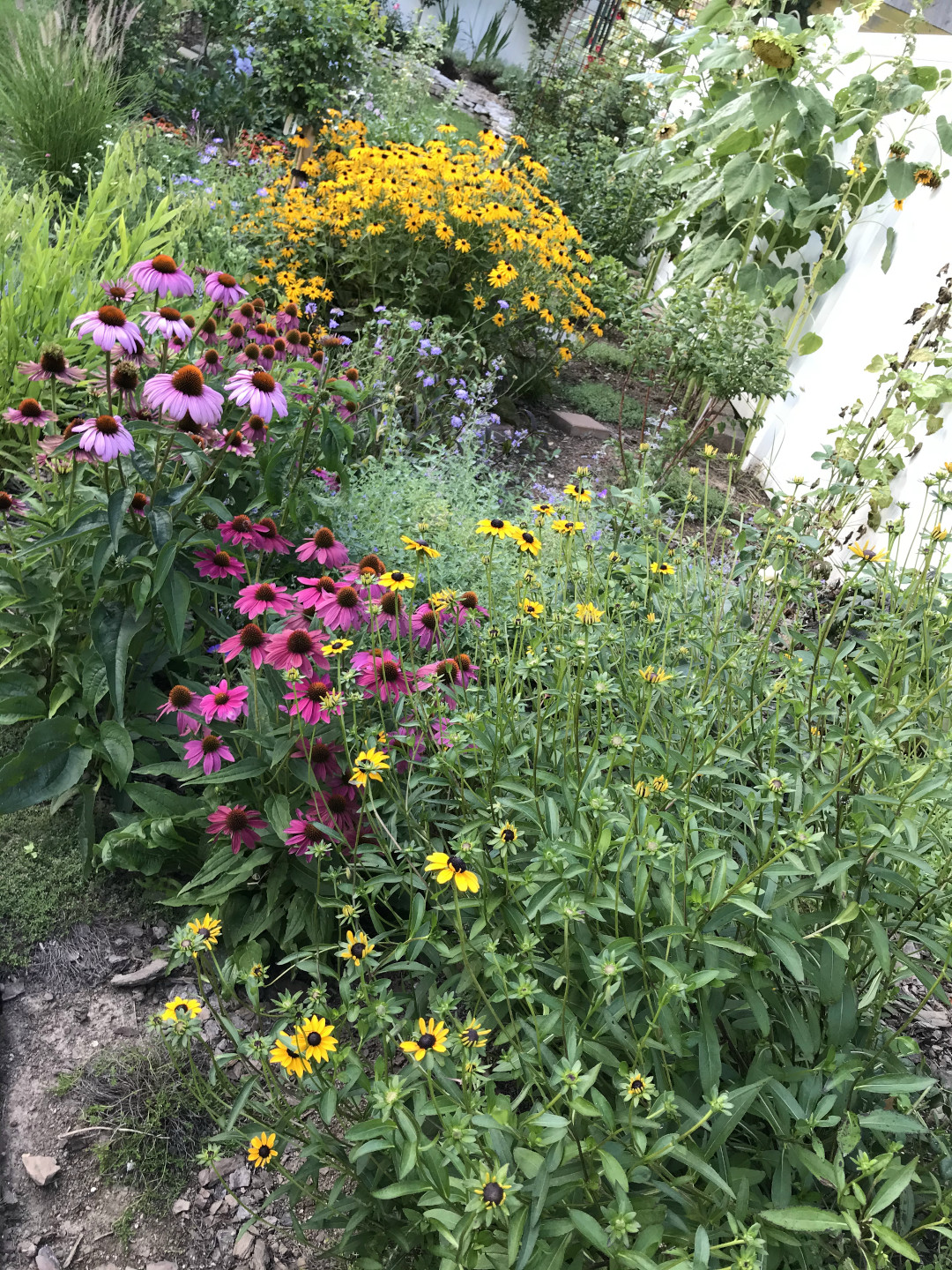 coneflowers and Rudbeckia