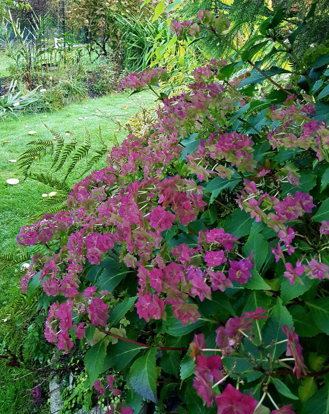 wedding bells hydrangea