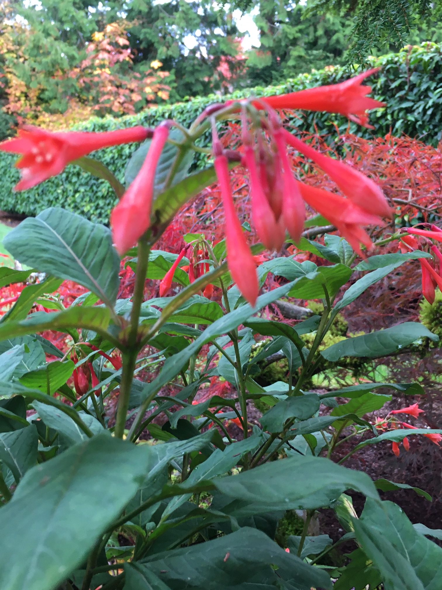 Fuchsia ‘Gardenmeister’