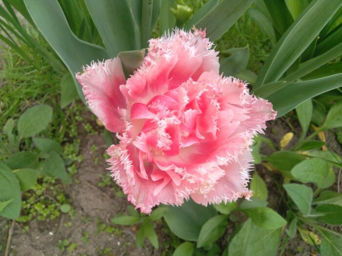 pink fringed tulip blossom