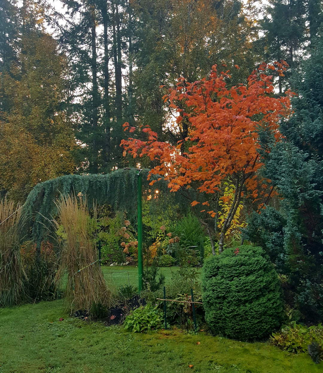 Acer japonicum Aconitifolium