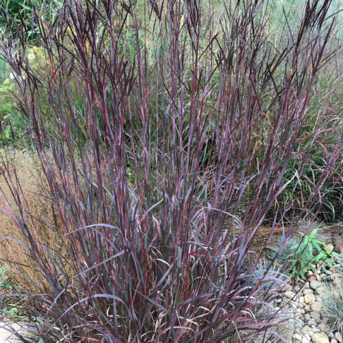 ‘Blackhawks’ big blue stem