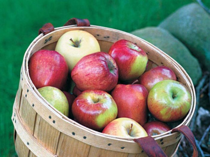 basket of apples