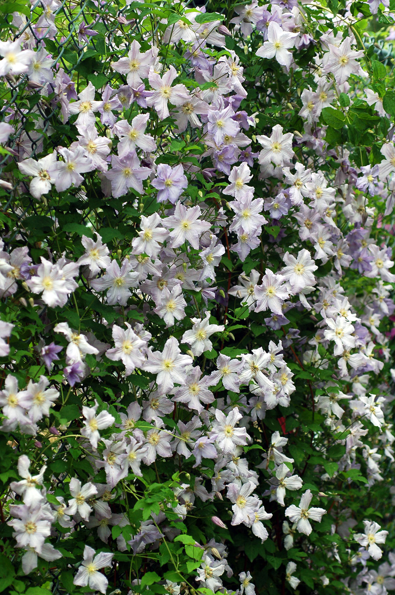 Blue Angel clematis