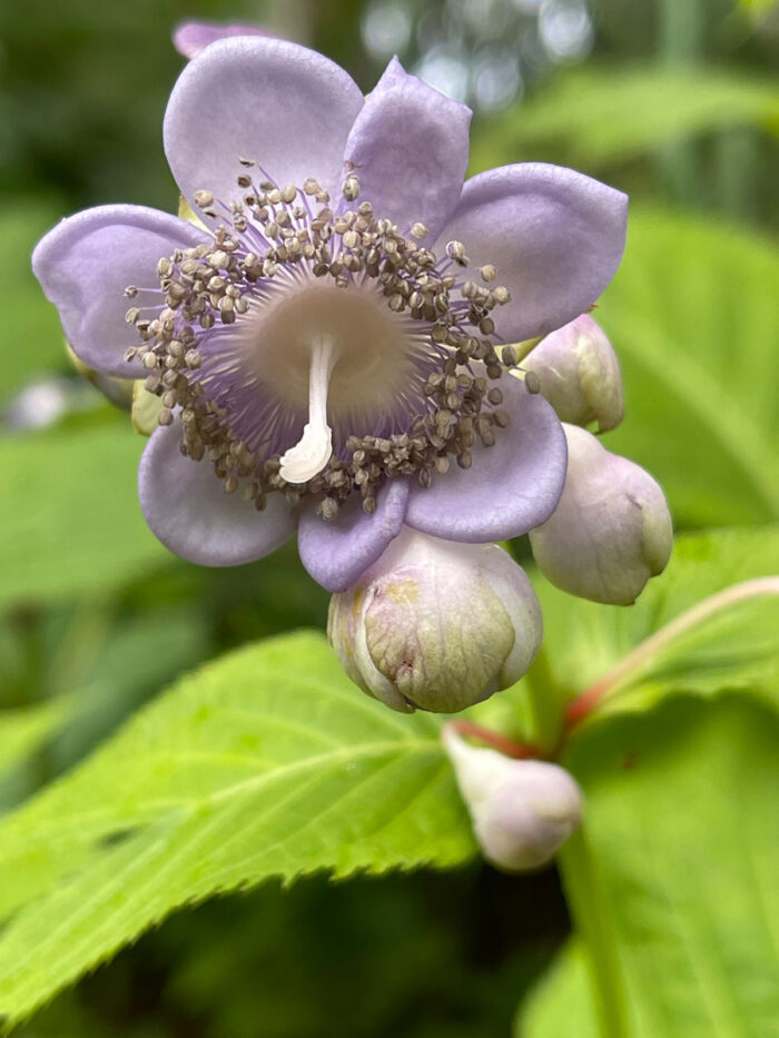 Deinanthe caerulea