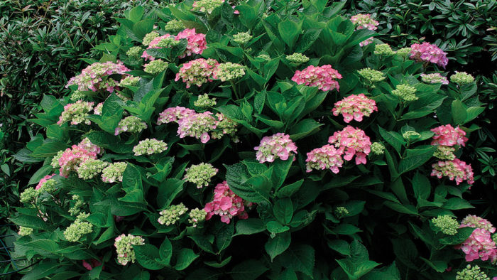 pruning hydrangeas