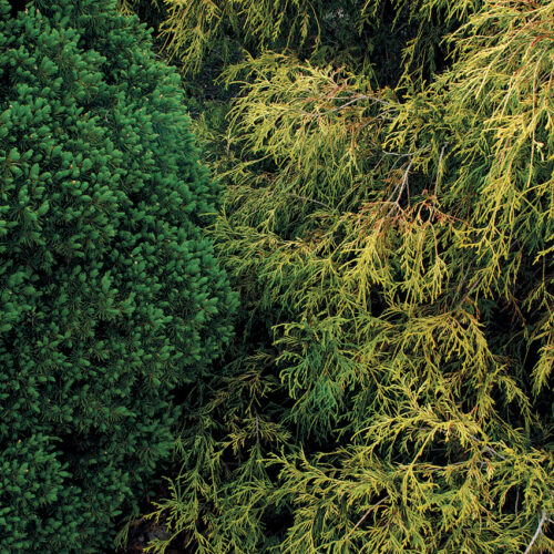 pruning conifers to control their size