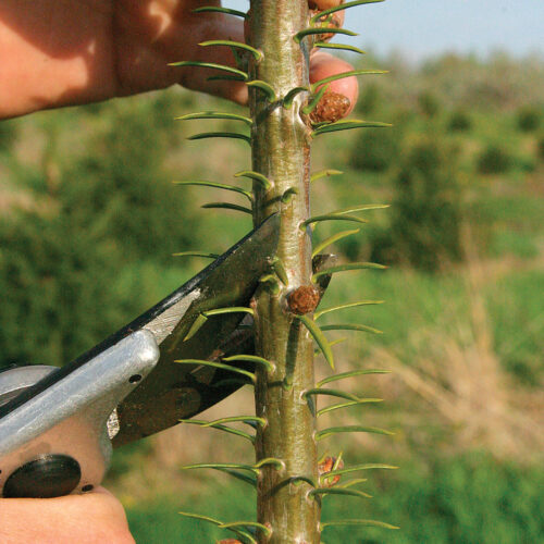 cutting above the bud to prune conifers