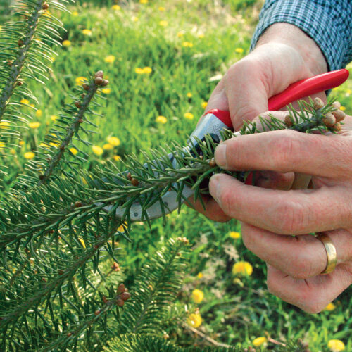 trimming the conifers outermost tips