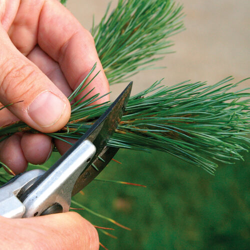 hand pruning confiers