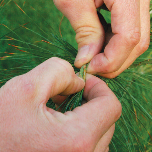 pinch to desired length to prune conifers