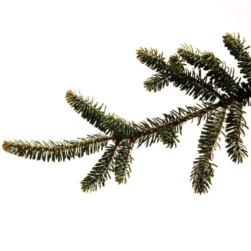 Fir