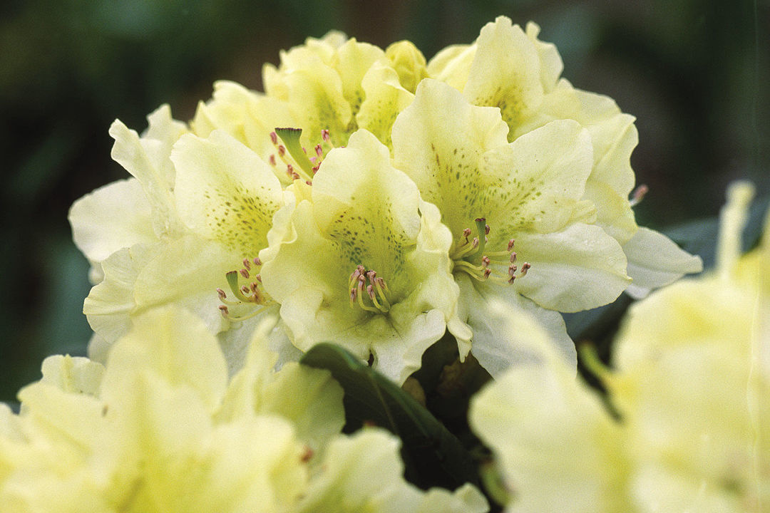 ‘Capistrano’ rhododendron (Rhododendron ‘Capistrano’)