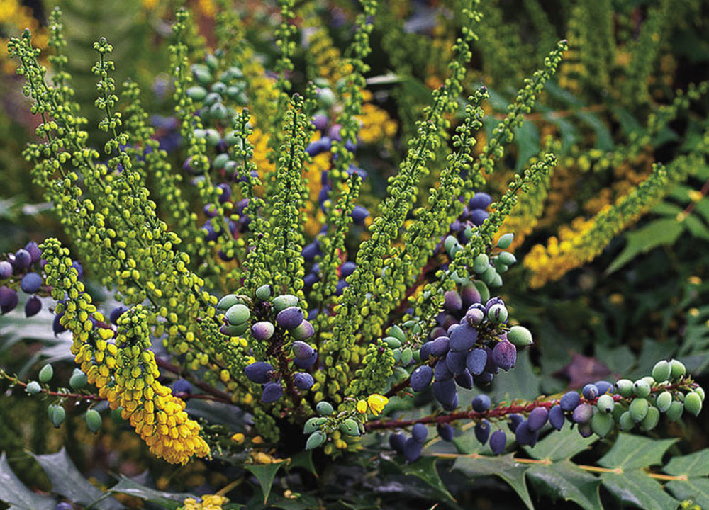 ‘Charity’ Oregon grape (Mahonia × media ‘Charity’)