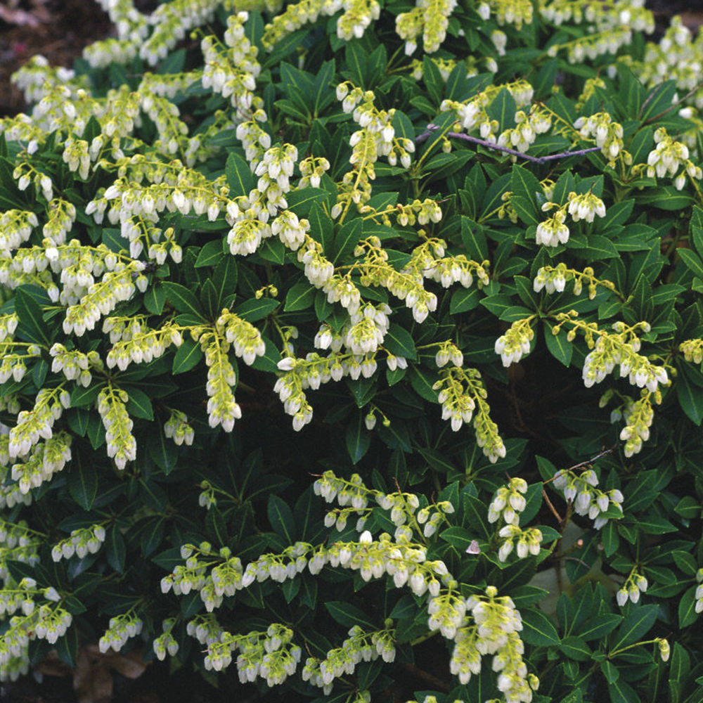 ‘Cavatine’ Japanese pieris (Pieris japonica ‘Cavatine’)