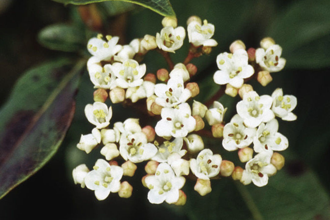 Laurustinus (Viburnum tinus)