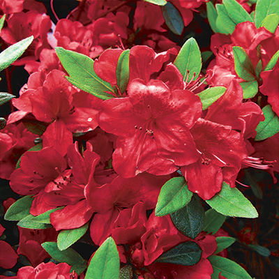 ‘Bixby’ azalea (Rhododendron ‘Bixby’)