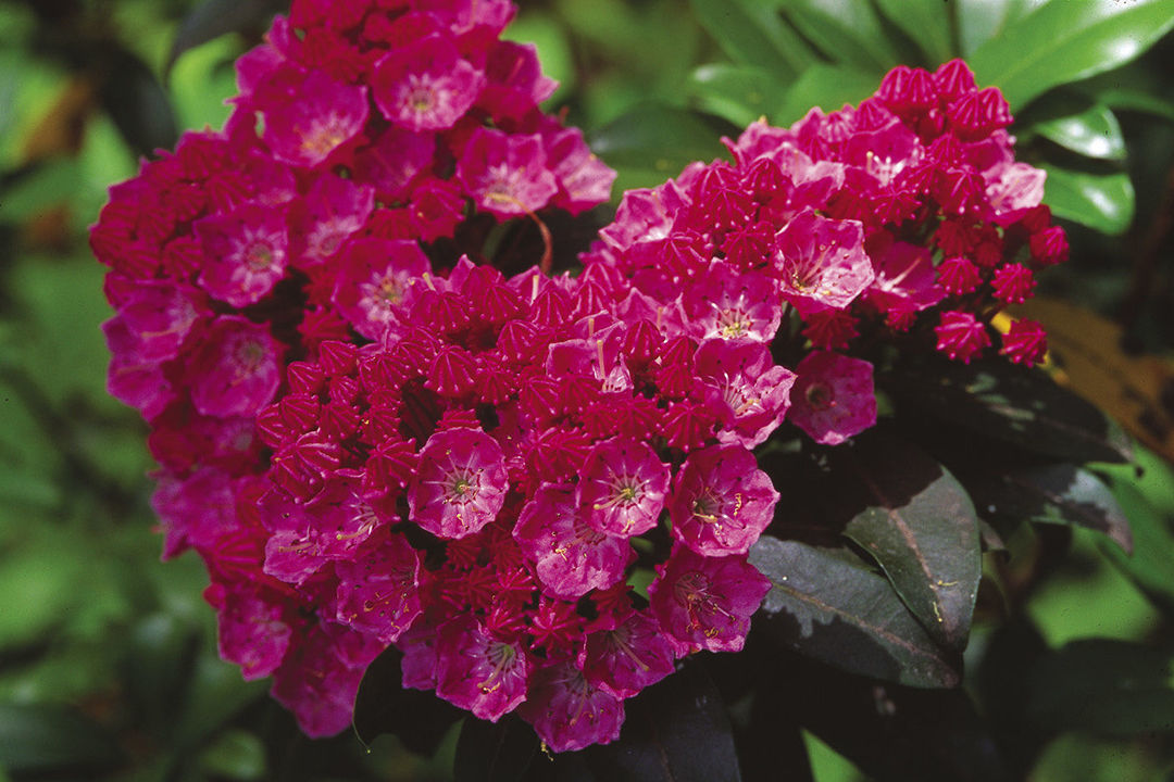 ‘Sarah’ mountain laurel (Kalmia latifolia ‘Sarah’)