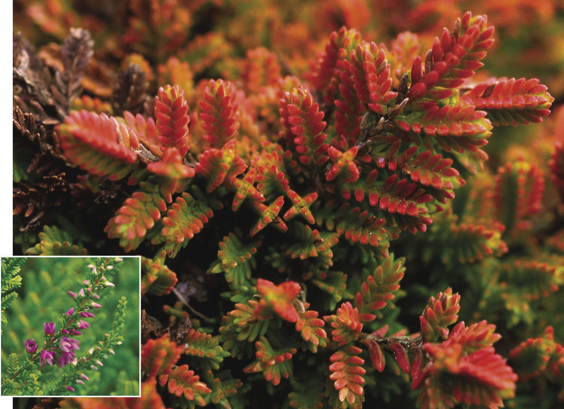 ‘Firefly’ heather (Calluna vulgaris ‘Firefly’)