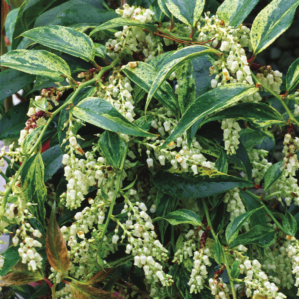 ‘Girard’s Rainbow’ leucothoe (Leucothoe fontanesiana ‘Girard’s Rainbow’)