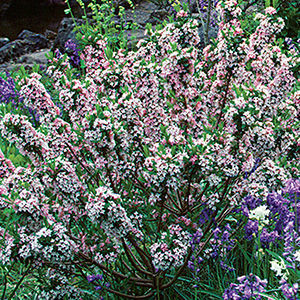 ‘Somerset’ daphne (Daphne × burkwoodii ‘Somerset’)