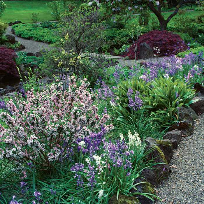 flowering shrubs