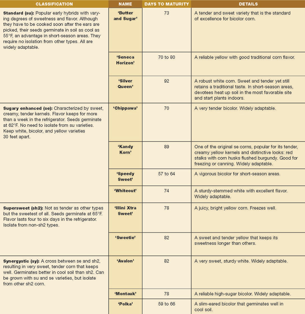 corn varieties chart