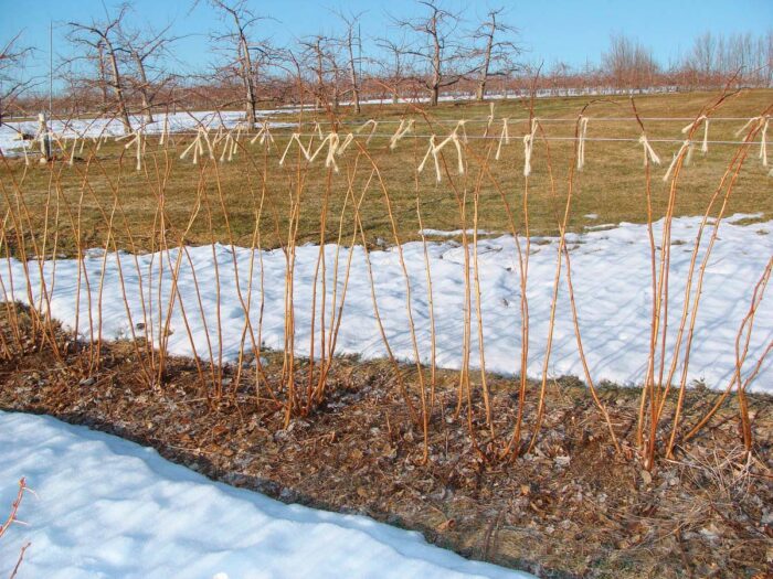 Red raspberry plants, after pruning.