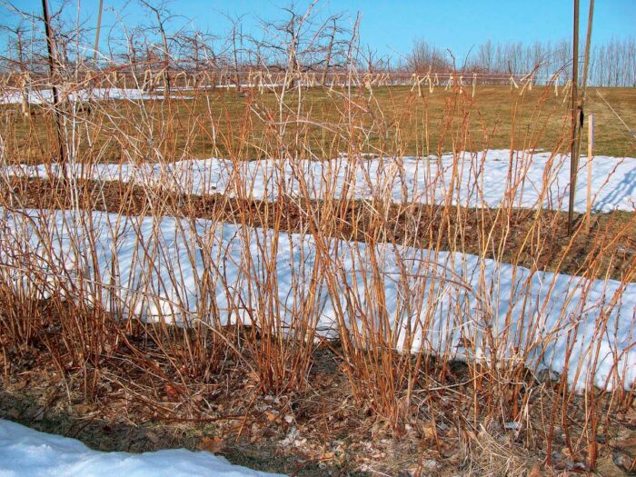 Red raspberry plants, before pruning.