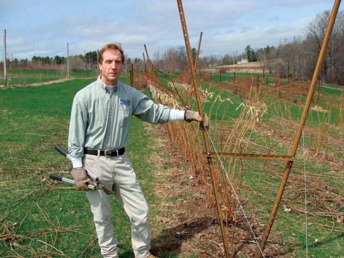 Attach canes to a trellis